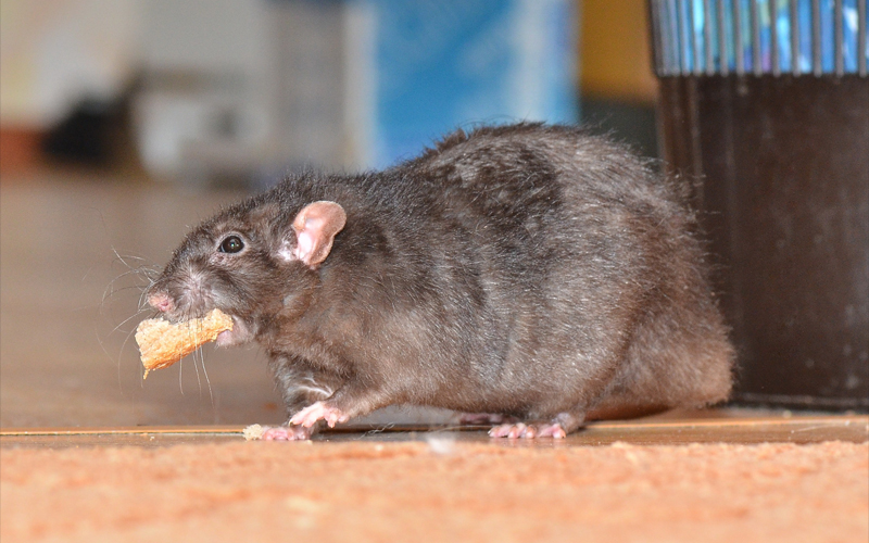 MS SERVICES - Dératisation à Paris 16 - Dératisation rats - Dératisation souris - Particuliers - Professionnels - 24H/24 - 7J/7 - 06 46 02 29 82